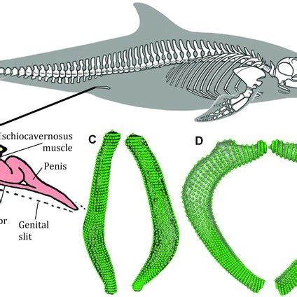 Dolphin Reproductive Anatomy