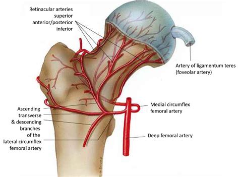 Cureus | Osteonecrosis of the Femoral Head: Etiology, Investigations ...