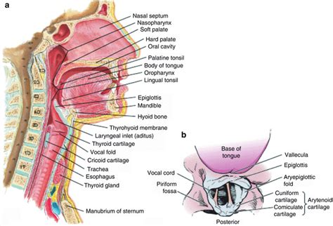 Airway Anatomy [Functions, Child vs. Adult, Pictures & More ...