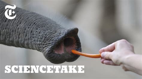 Inside the Nose of an Elephant | ScienceTake - YouTube