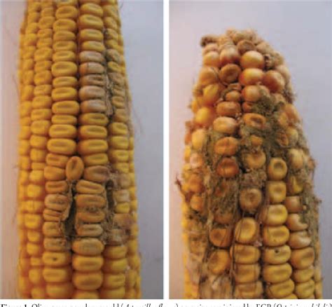 Figure 1 from An outbreak of Aspergillus species in response to ...