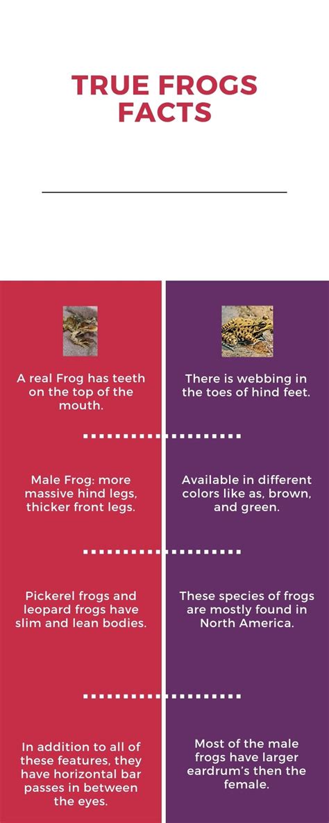 Best 13 True Frog Facts, Diet, Behavior - Zoological World