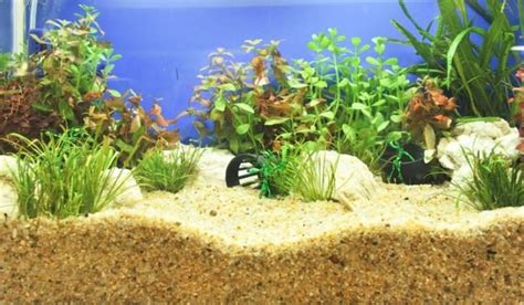 Can Reptile Sand Be Used In Aquariums? - Aquariumia