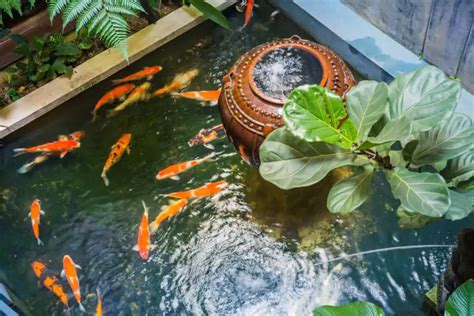 How To Build An Indoor Koi Pond - Pond Heaven