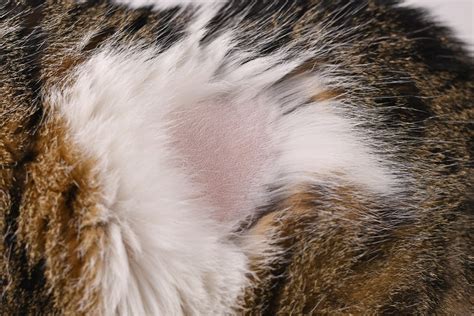 Why is my dog going bald? - Vet Help Direct