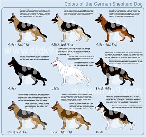 Different colors if GSD | German shepherd colors, German shepherd dogs ...