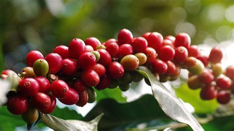 What Are Shade-Grown Coffee Beans And Are They Sustainable?