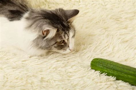 Why are Cats Scared of Cucumbers? - Providence Veterinary Hospital & Clinic