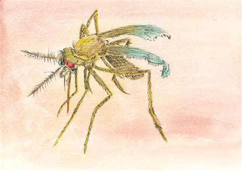 Mosquito Painting at PaintingValley.com | Explore collection of ...