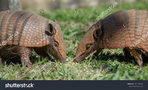 86 Armadillo Eating Images, Stock Photos & Vectors | Shutterstock