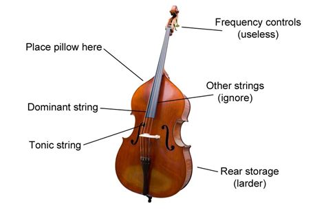 Double Bass - Musical instrument instruction diagrams: get to know your ...