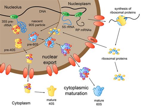 Where Is Nucleolus Located? What Is Role Of Nucleolus In Cell?