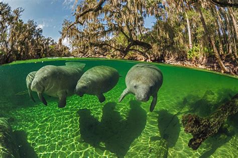 How Did Manatees Inspire Mermaid Legends? — Crystal River & Homosassa ...