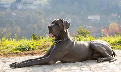 What Were Great Danes Bred For, and Why Are They So Big? - A-Z Animals