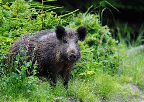 Wild Boar Behavior - AnimalBehaviorCorner