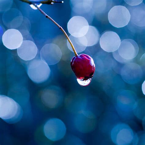 Beautiful Examples of Bokeh Photography