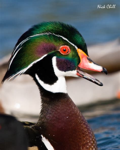 Wood Duck Colors | Flickr - Photo Sharing!