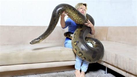 Can Anaconda be a good pet?