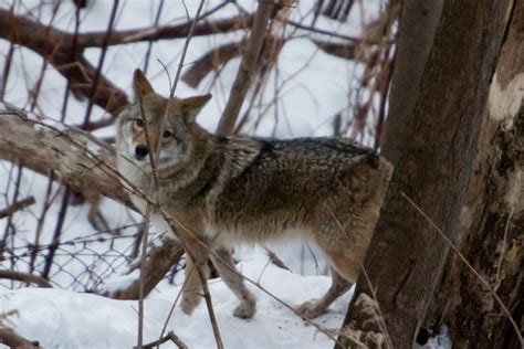 Urban Coyotes Overlooked – Humanities for the Environment