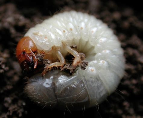 japanese beetle life cycle illinois - Socorro Neumann