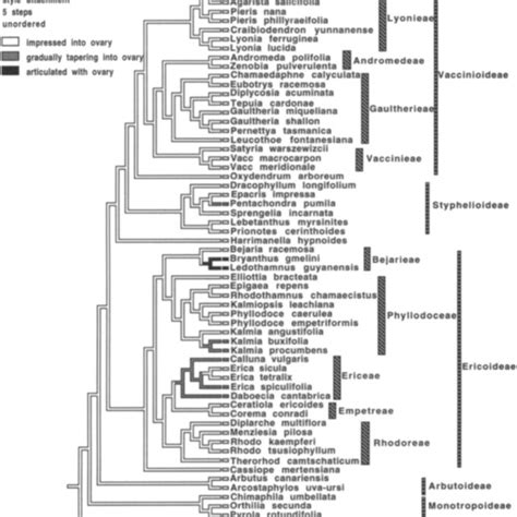 (PDF) Phylogenetic Classification of Ericaceae: Molecular and ...