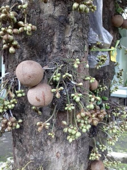 MANFAAT BUAH KEPEL (Stelechocarpus burahol) – HIMABA FKT UGM