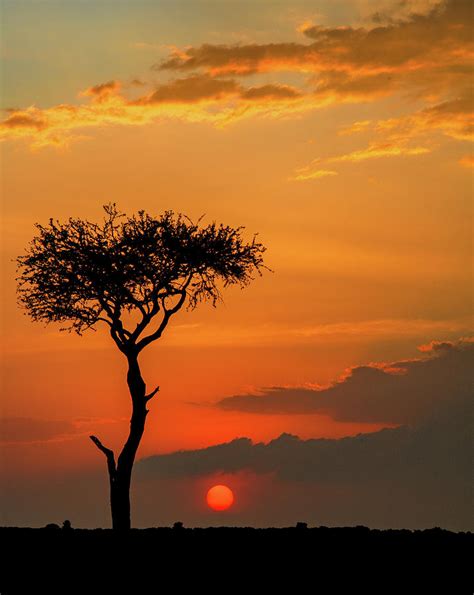 Maasai Mara Sunrise, Kenya Photograph by Marcy Wielfaert - Fine Art America