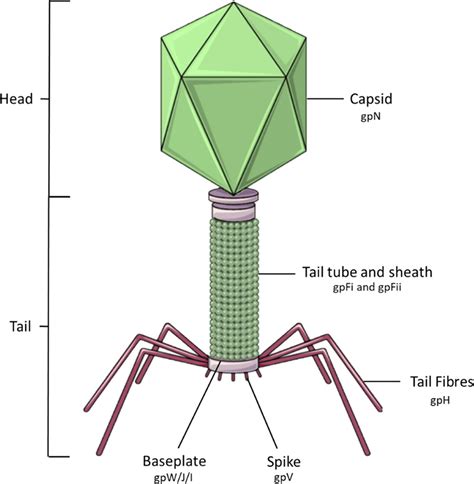 Pseudotyping Bacteriophage P2 Tail Fibers to Extend the Host Range for ...