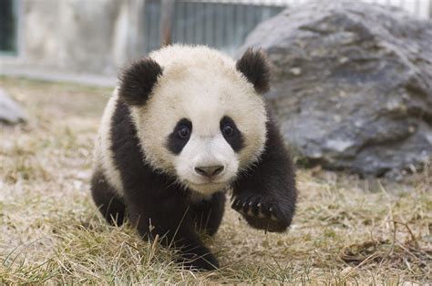 Panda Cub Wallpapers - Wallpaper Cave