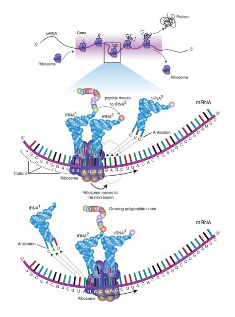 Gene Expression