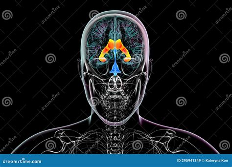 The Lateral Brain Ventricles, 3D Illustration. Stock Illustration ...