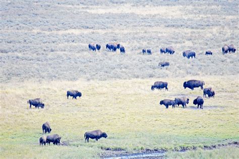 Yellowstone, Buffalo Herd, Pasture | Sweet Breathing – Deepening Into A ...