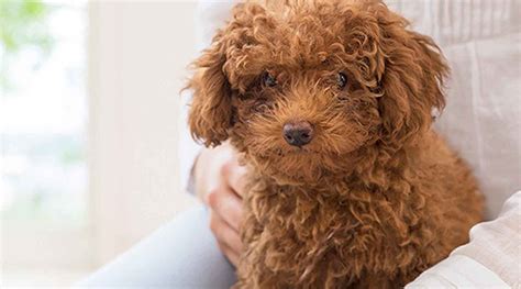 Facts Every Toy Poodle Owner Should Know | PEDIGREE®