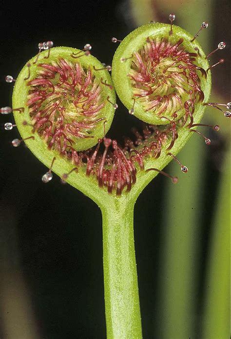 A Digital Botanic Garden: Sundew, Drosera binata, Droseraceae