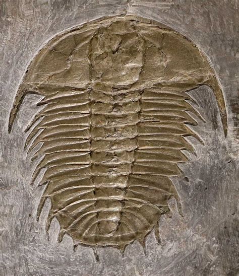 Louisville Fossils and Beyond: Olenoides serratus Trilobite Fossil