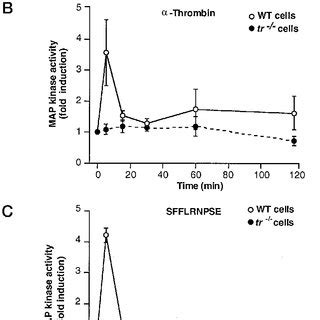 Thrombin and thrombin receptor agonist peptide effects on MAP kinase ...