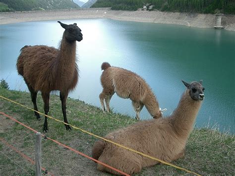 Llama - Wikipedia