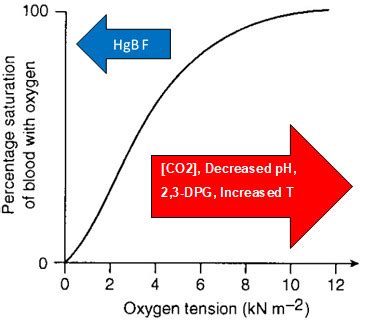 Physiology, Oxyhemoglobin Dissociation Curve - StatPearls - NCBI Bookshelf