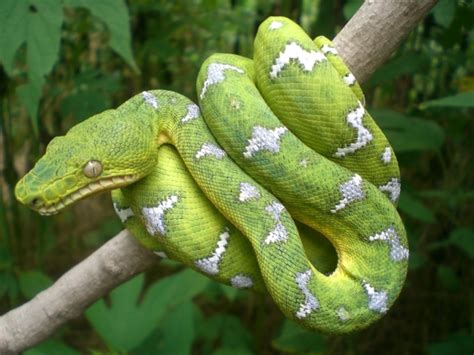 Emerald Tree Boa | Coniferous Forest