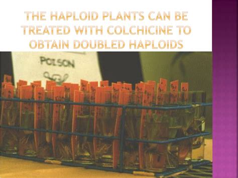 PPT - HAPLOID PLANTS PowerPoint Presentation, free download - ID:1876618