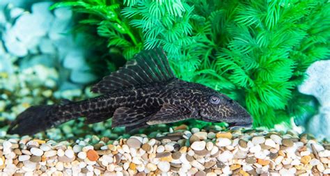 Avoid The Pleco Predicament | BeChewy