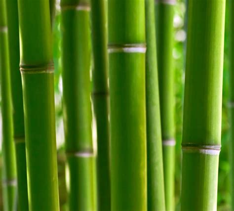 What Is Bamboo Pulp? (with pictures)