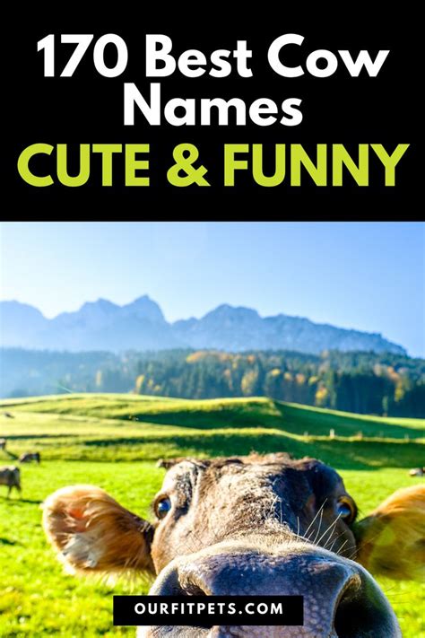 170 Best Cow Names - Cute & Funny | Our Fit Pets | Cow names, Pet names ...