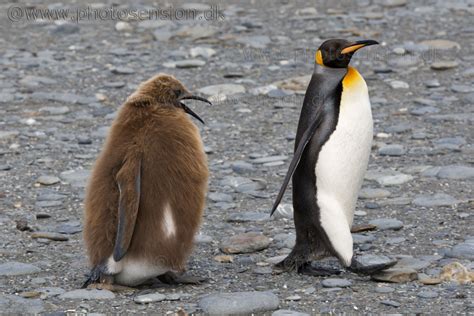 Hungry Teenage King Penguin chick begging for food