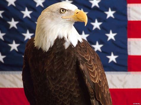 Patriotic Wallpaper USA Flag Eagle - WallpaperSafari