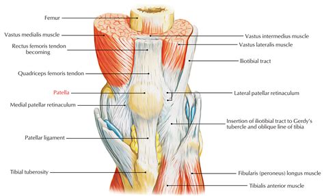 Anatomy Of The Patella - Anatomy Reading Source