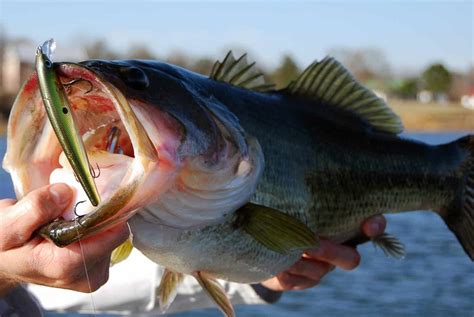 How To Catch Bass: 9 Top Bass Fishing Tips | In Fisherman