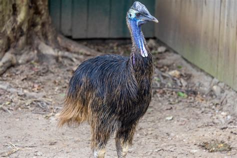 Southern cassowary | Smithsonian's National Zoo