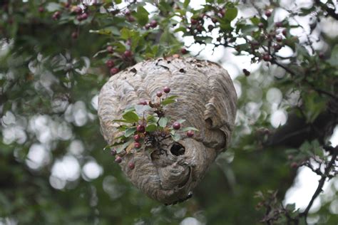 Wasp Nest In Tree