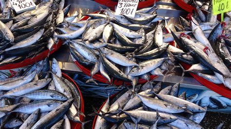 Climate change, overfishing disrupt Türkiye’s fishing stocks | Daily Sabah